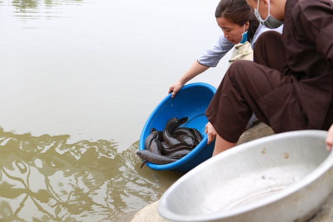 Charity of  Dong Cao pagoda
